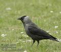 Corvus_monedula_aa5008