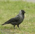 Corvus_monedula_aa5025