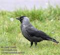 Corvus_monedula_aa5027