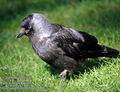 Corvus_monedula_da9908