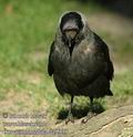 Corvus_monedula_da9909