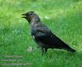 Corvus_monedula_da9915