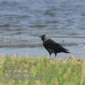 Corvus_monedula_ea6014