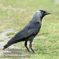 Corvus_monedula_ea7524