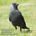 Corvus_monedula_ea7585