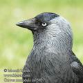 Corvus_monedula_ea7592