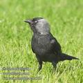 Corvus_monedula_eb2502