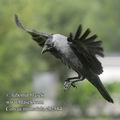 Corvus_monedula_eb2584