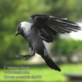 Corvus_monedula_eb2585