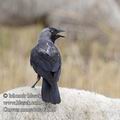 Corvus_monedula_f4920