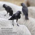 Corvus_monedula_f4929