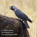 Corvus_monedula_f4945