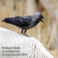 Corvus_monedula_f4966