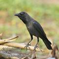 Corvus_splendens_fd8963