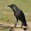 Corvus_splendens_fd8976