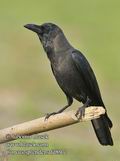 Corvus_splendens_fd8977