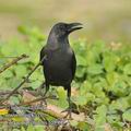 Corvus_splendens_fd8999