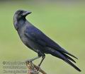 Corvus_splendens_fd9022