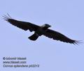 Corvus_splendens_ph2212