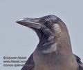 Corvus_splendens_ph2221