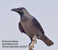 Corvus_splendens_ph2222