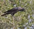 Corvus_splendens_ph2325