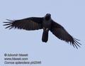 Corvus_splendens_ph2346