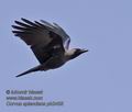 Corvus_splendens_ph2455