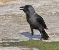 Corvus_splendens_ph3958