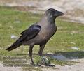 Corvus_splendens_ph3986