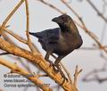 Corvus_splendens_ph4767