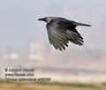 Corvus_splendens_ph6086