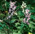 Corydalis_cava_4704