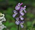 Corydalis_cava_cb2664