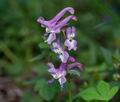 Corydalis_cava_cb2679s