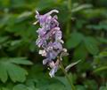 Corydalis_cava_cb2711s