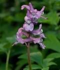 Corydalis_cava_cb2725s