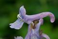 Corydalis_cava_cb2737s