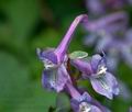 Corydalis_cava_cb2770s