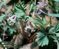 Corydalis_intermedia_4706