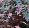 Corydalis_intermedia_8839