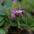 Corydalis_intermedia_aj7831