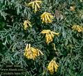 Corydalis_lutea_8212