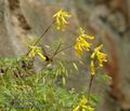 Corydalis_lutea_a2639