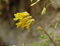 Corydalis_lutea_a2642