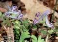 Corydalis_pumila_11510