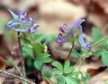 Corydalis_pumila_11511