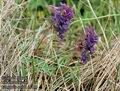 Corydalis_solida_11464