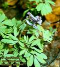 Corydalis_solida_4477