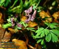 Corydalis_solida_4705